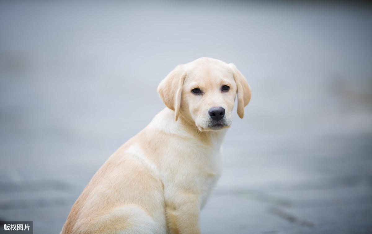 猫咪真的会认主人吗？这些信号别错过！
