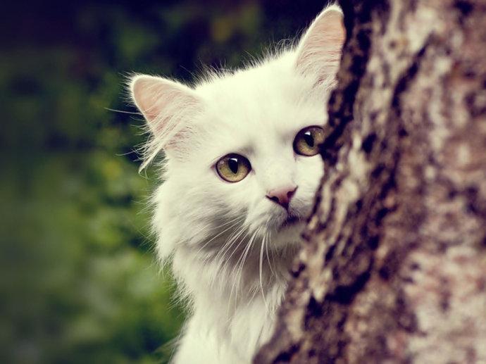 猫咪突然狂挠不停？可能是跳蚤在作怪！