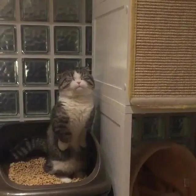 主子乱拉屎真是报复主人吗？