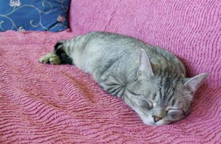 猫咪总抓沙发怎么办？