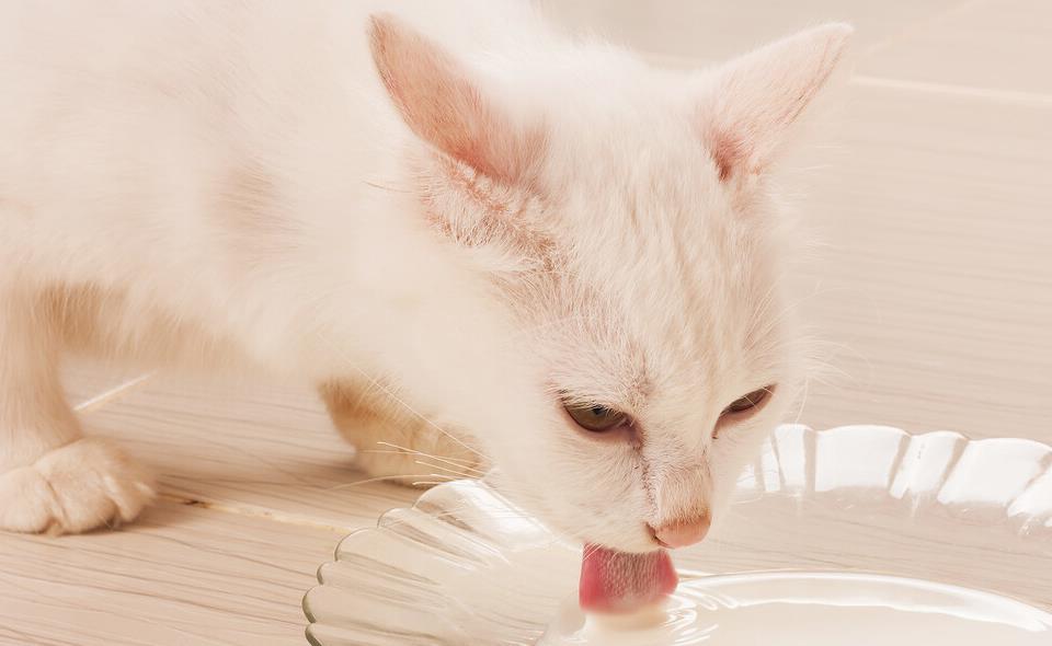 猫咪突然少颗牙？可能是正常换牙还是生病了？