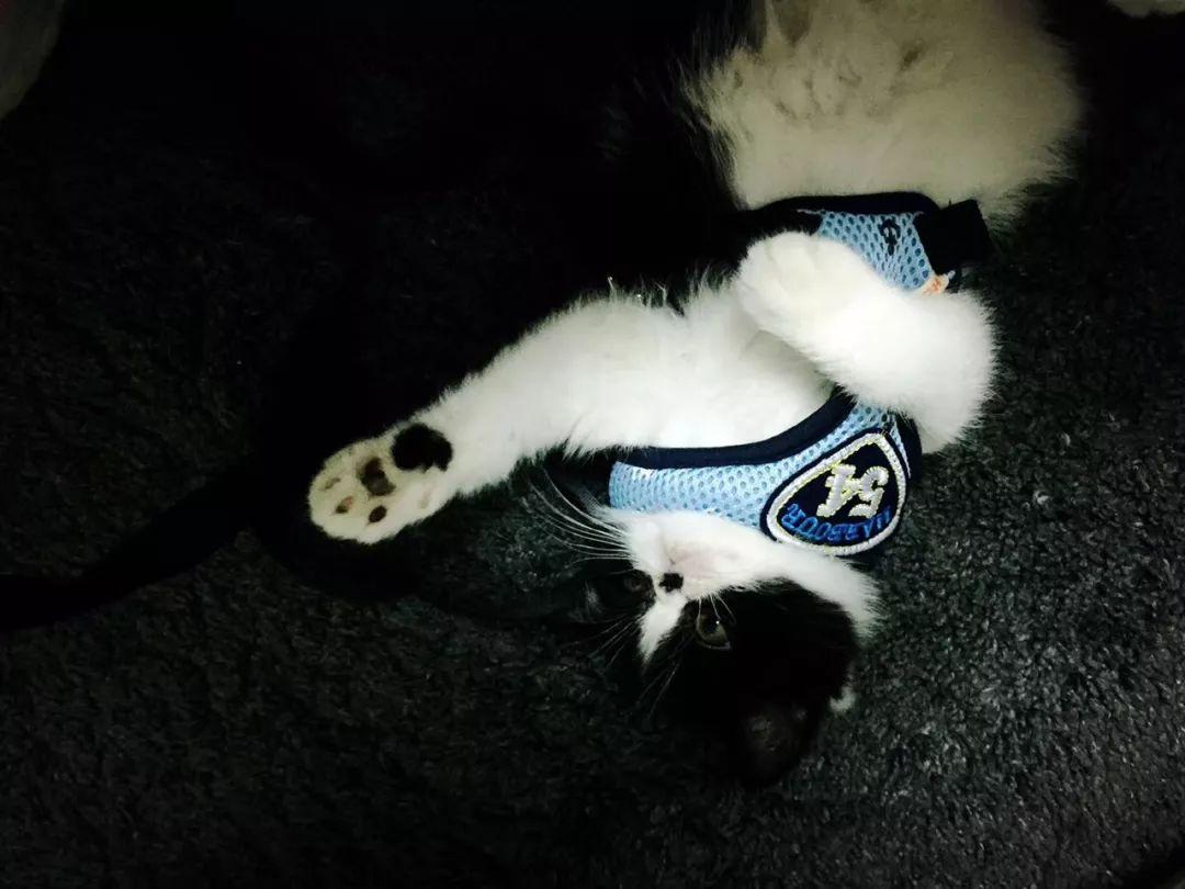 猫咪吃完猫粮就干呕？可能是这4个雷区踩中了！