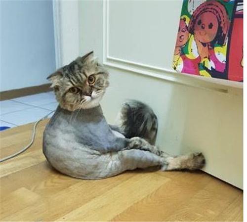 手残党也能给孩子扎出超萌小猫咪发型? 手残党也能给孩子扎出超萌小猫咪发型?