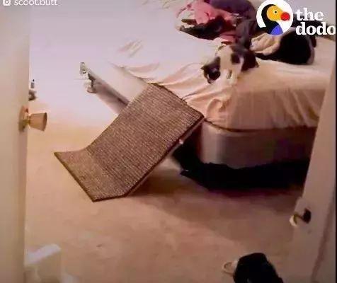 为什么你的猫咪总对自己的名字没反应？