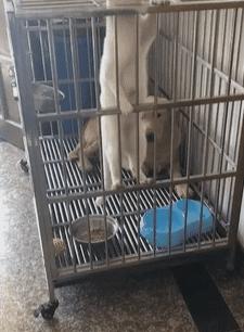 把猫咪整天关笼子养真的没问题吗？