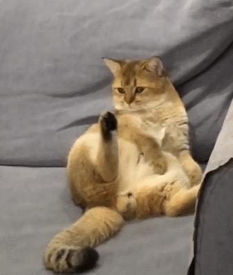 金渐层猫真的适合新手养吗？