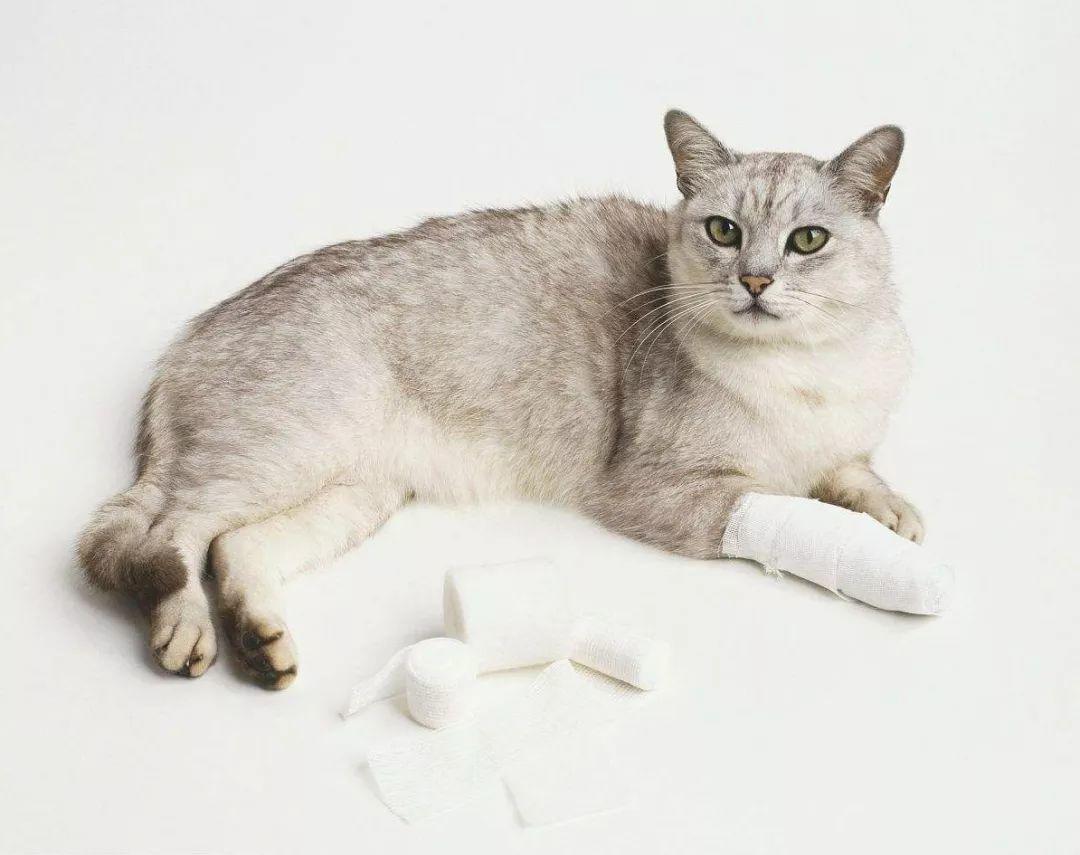 猫咪体温飙到40℃？新手铲屎官必看急救指南