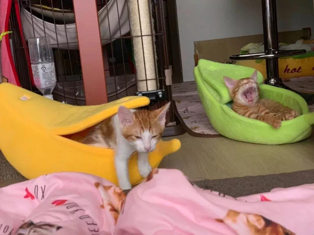 养猫新手如何避免被主子嫌弃？