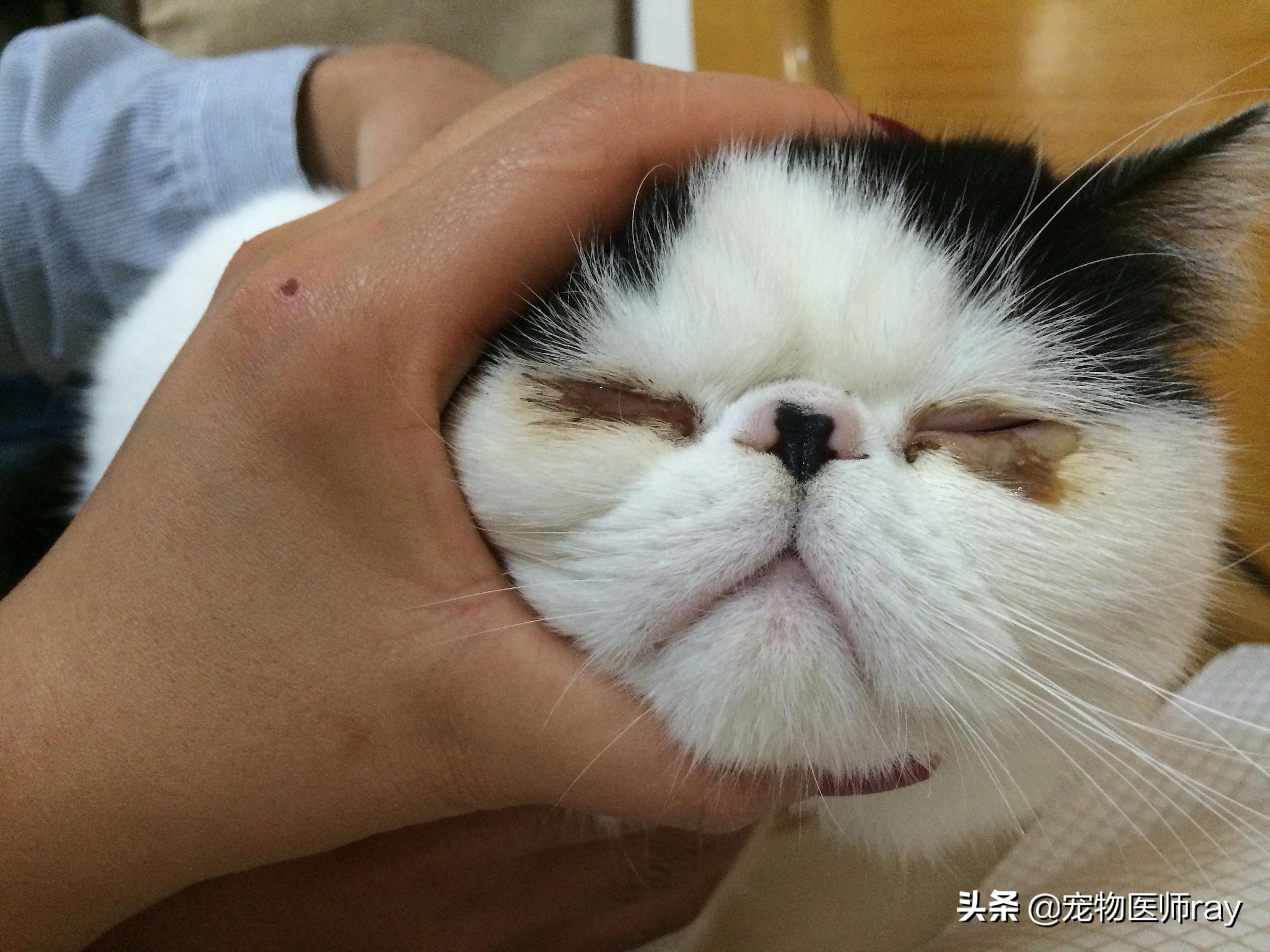 主子眼屎突然变多是不是要瞎了？