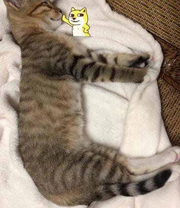 在布莱顿生活找不到组织？华人论坛到底该怎么用？