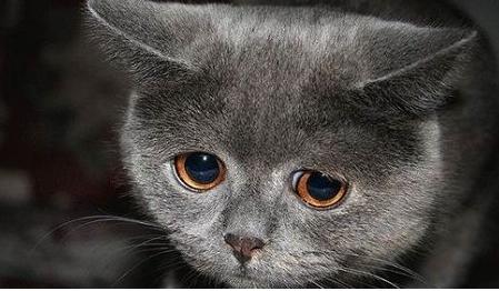 猫咪突然离开后该怎么处理才正确？