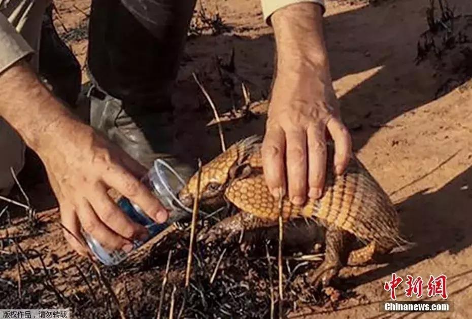 职业球员进球后为什么总爱 封嘴 球迷？