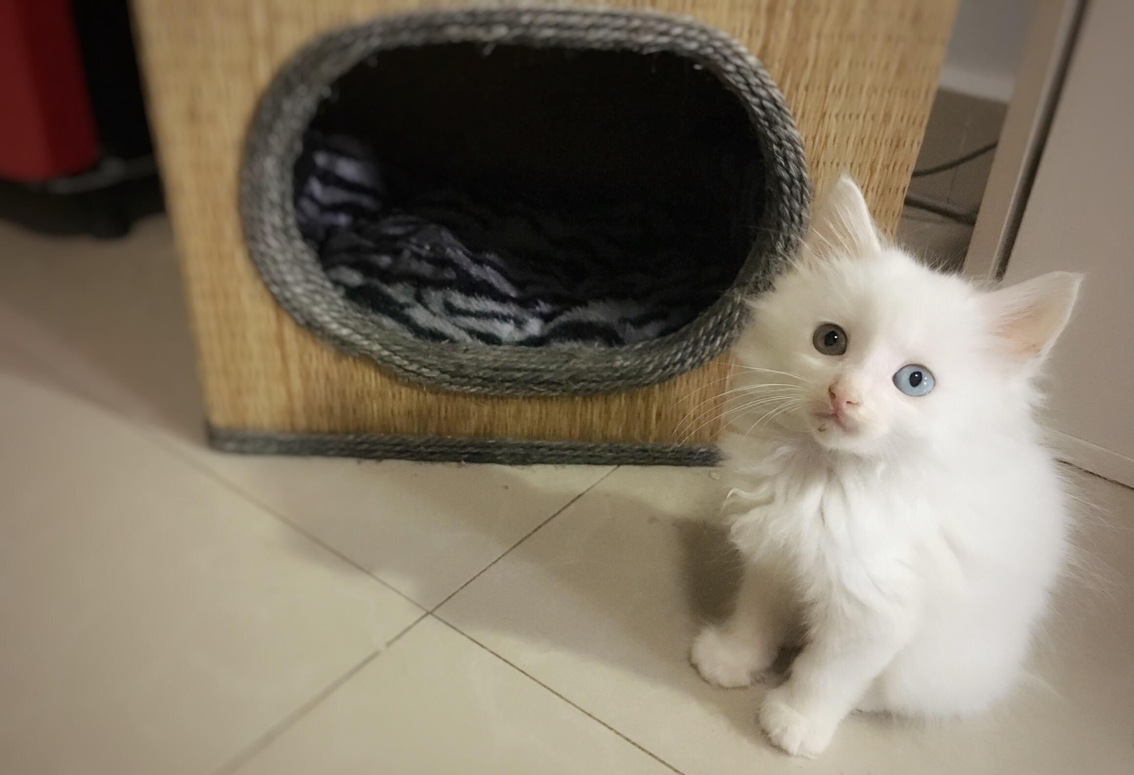 猫咪突然吐黄水泡沫，新手铲屎官该怎么办？