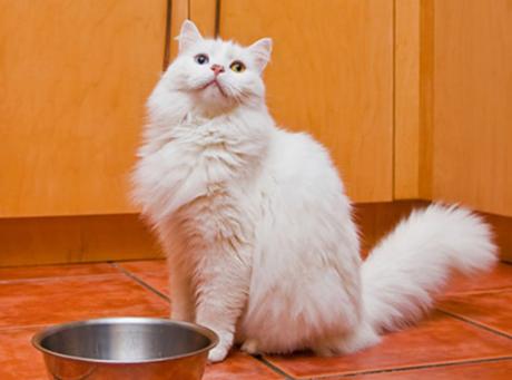 母猫不做绝育会得子宫蓄脓吗？