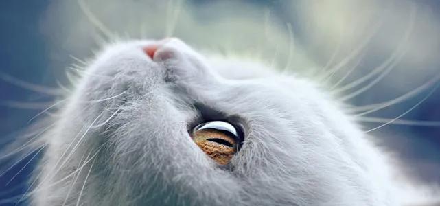 猫咪吐白色黏液是怎么回事？