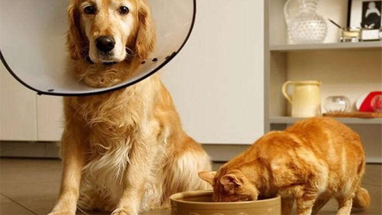 猫咪突然咬人是在说爱你还是讨厌你？