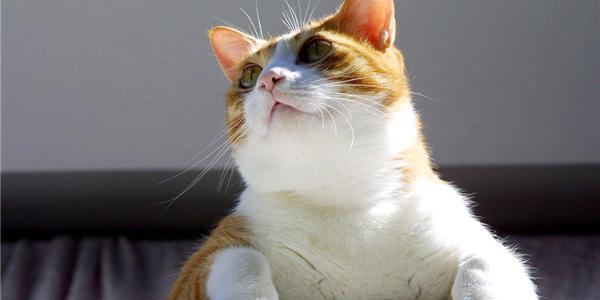 猫咪会来大姨妈吗？关于母猫发情的那些事儿