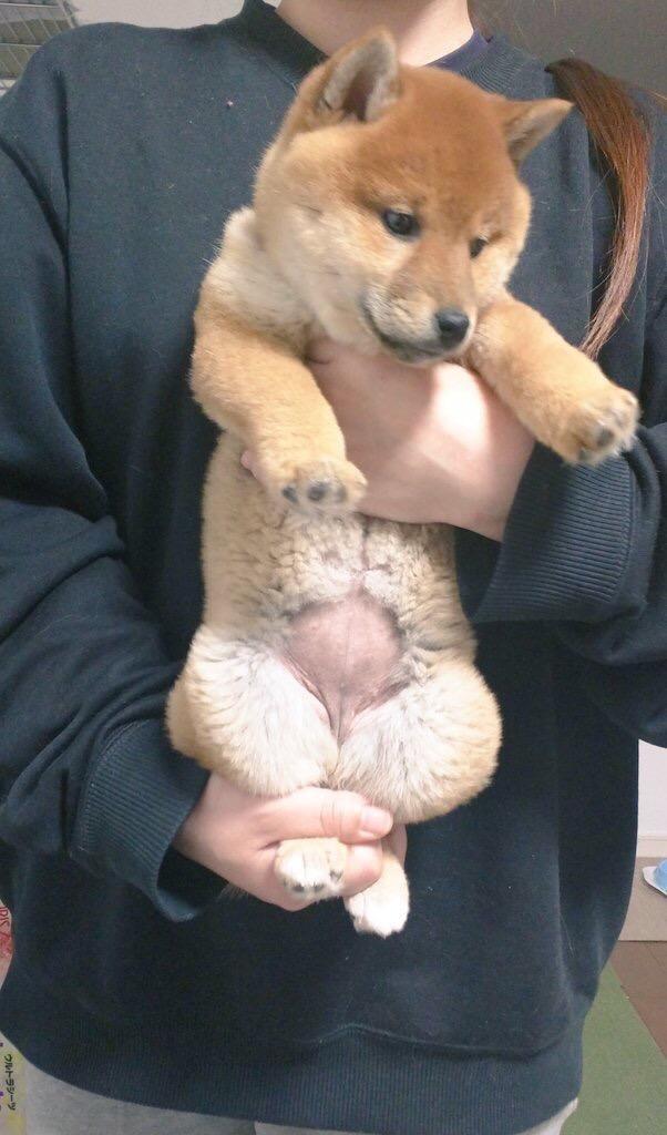 猫咪突然瘸了？可能是后腿脱臼在作怪！