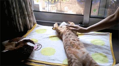 新手如何在猫咪APP社区快速找到养猫组织? 新手如何在猫咪APP社区快速找到养猫组织?