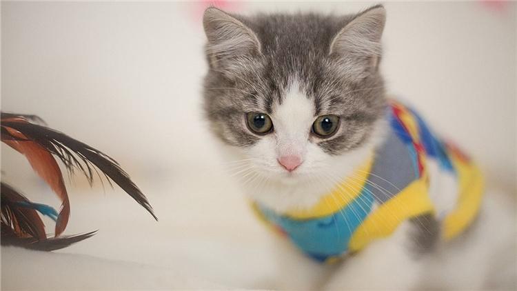 猫咪吐了带血丝怎么办?别慌!新手必看的紧急处理指南 猫咪吐了带血丝怎么办?别慌!新手必看的紧急处理指南