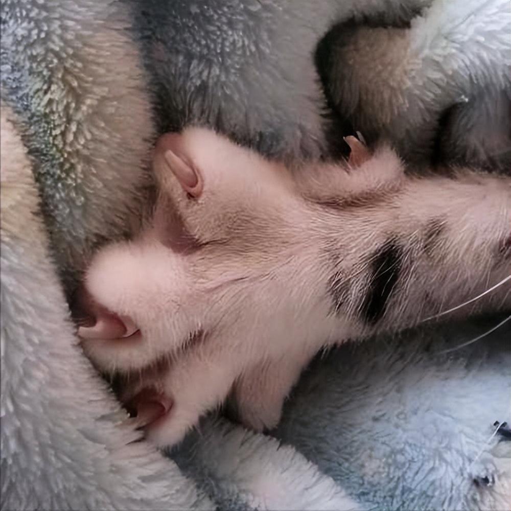 梅德兰新手如何快速上手不踩坑? 梅德兰新手如何快速上手不踩坑?