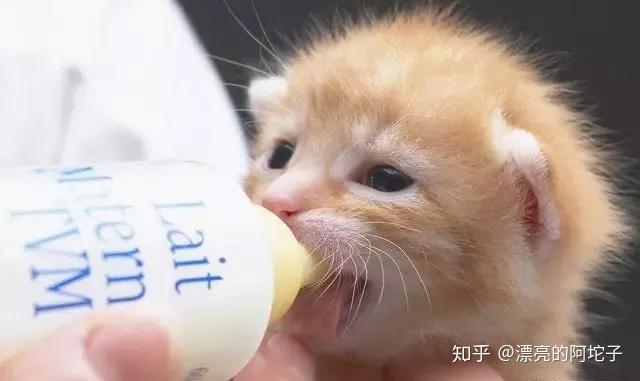 刚捡到小奶猫该喂什么？牛奶真的会害死猫吗？
