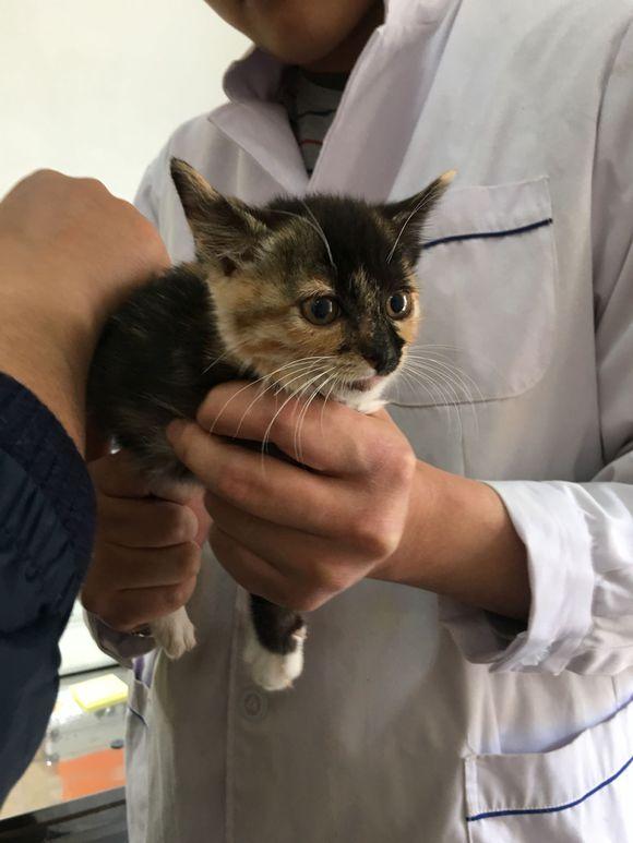 猫咪频繁舔肚子？小心子宫积液在作祟！