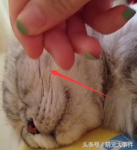 撸猫时如何把主子写成小说主角? 撸猫时如何把主子写成小说主角?