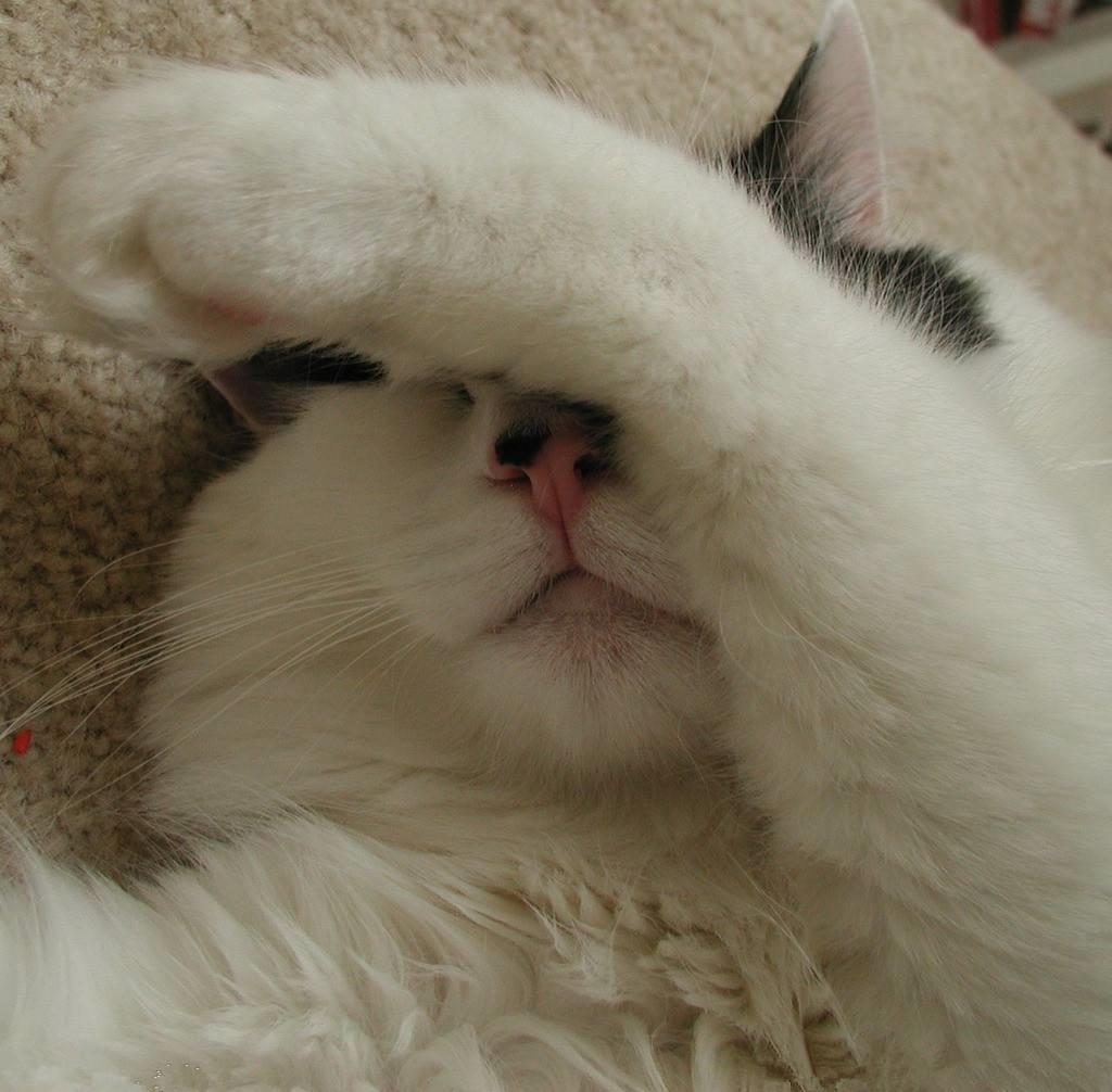 不给猫咪绝育会怎样？