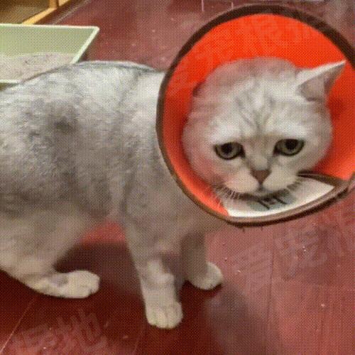 猫咪真的会认主人吗？这些信号别错过！