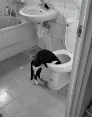 猫咪总在地上蹭屁股是生病了吗? 猫咪总在地上蹭屁股是生病了吗?