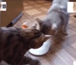 给猫咪喂牛奶真的会害死它吗？