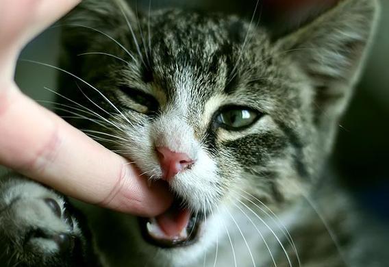 猫咪咬人改不掉？这份保命指南能救你！