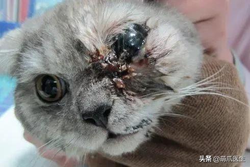 公司律师管理制度：定义、选拔标准及重要意义详细阐述