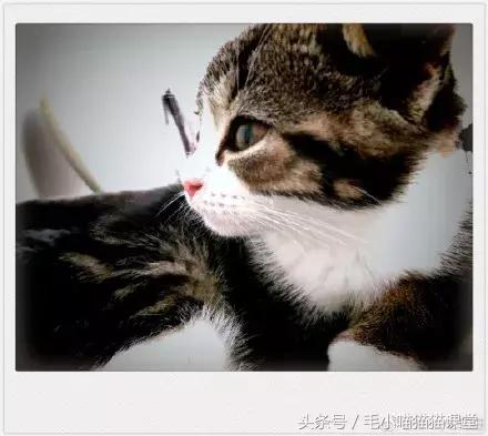 为什么别人的猫都黏人,我家的主子总躲着我? 为什么别人的猫都黏人,我家的主子总躲着我?