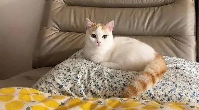 猫咪尿频是不是在发求救信号？