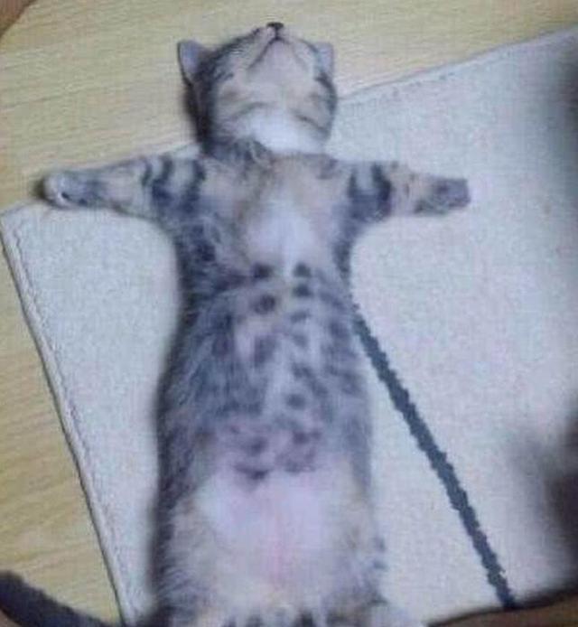 猫咪摸起来烫手就是发烧了吗? 猫咪摸起来烫手就是发烧了吗?