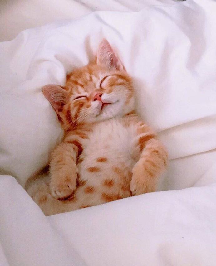 猫咪为啥总在咕噜咕噜响？