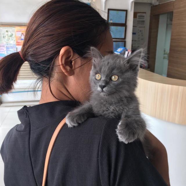 给猫咪穿衣服拍照到底怎么操作才不挨挠？