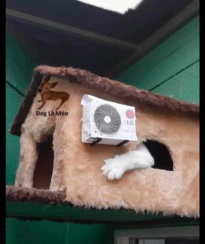 猫咪吹空调会不会生病？