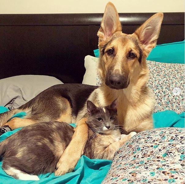 怀孕必须送走猫咪？真相让你大吃一惊！