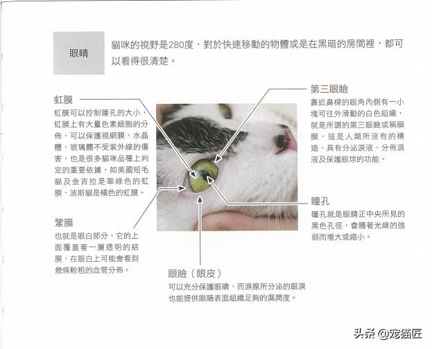 为什么猫咪的瞳孔能变成不同形状？