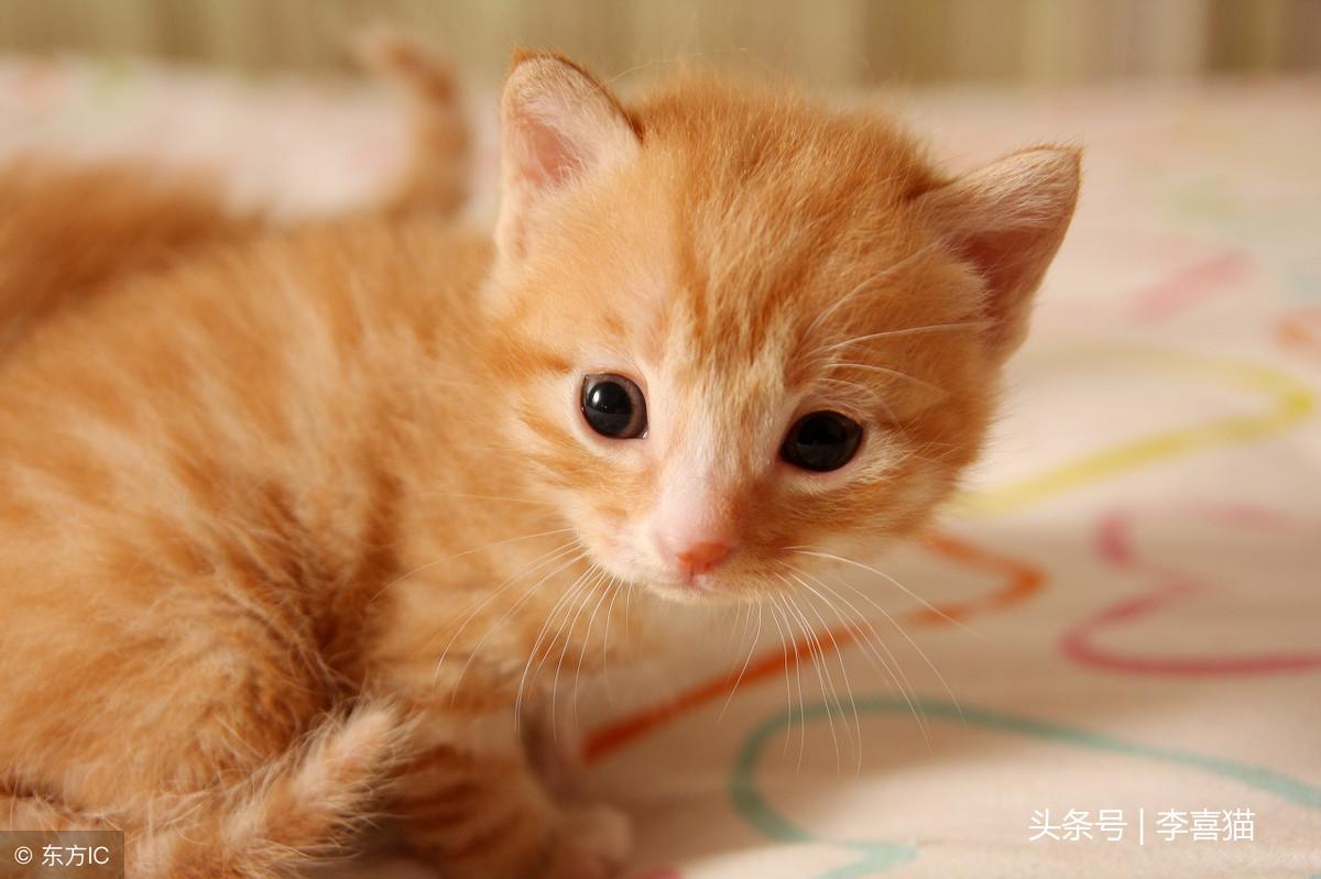 猫咪要生崽了?这8个信号你必须看懂! 猫咪要生崽了?这8个信号你必须看懂!