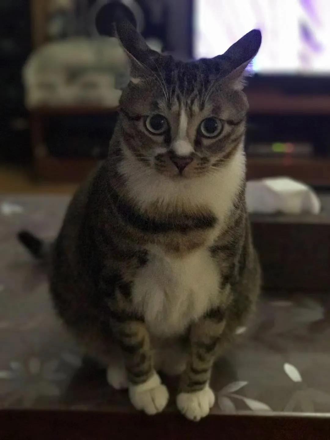 你家猫主子怎么越喂越瘦？