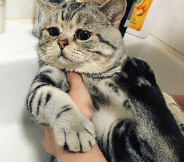 两个月大的猫咪洗澡会要命吗？