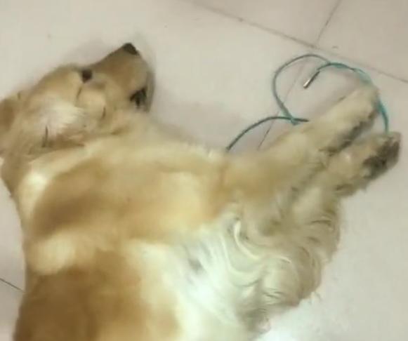 猫咪犯错到底能不能打？新手必看的科学训猫指南