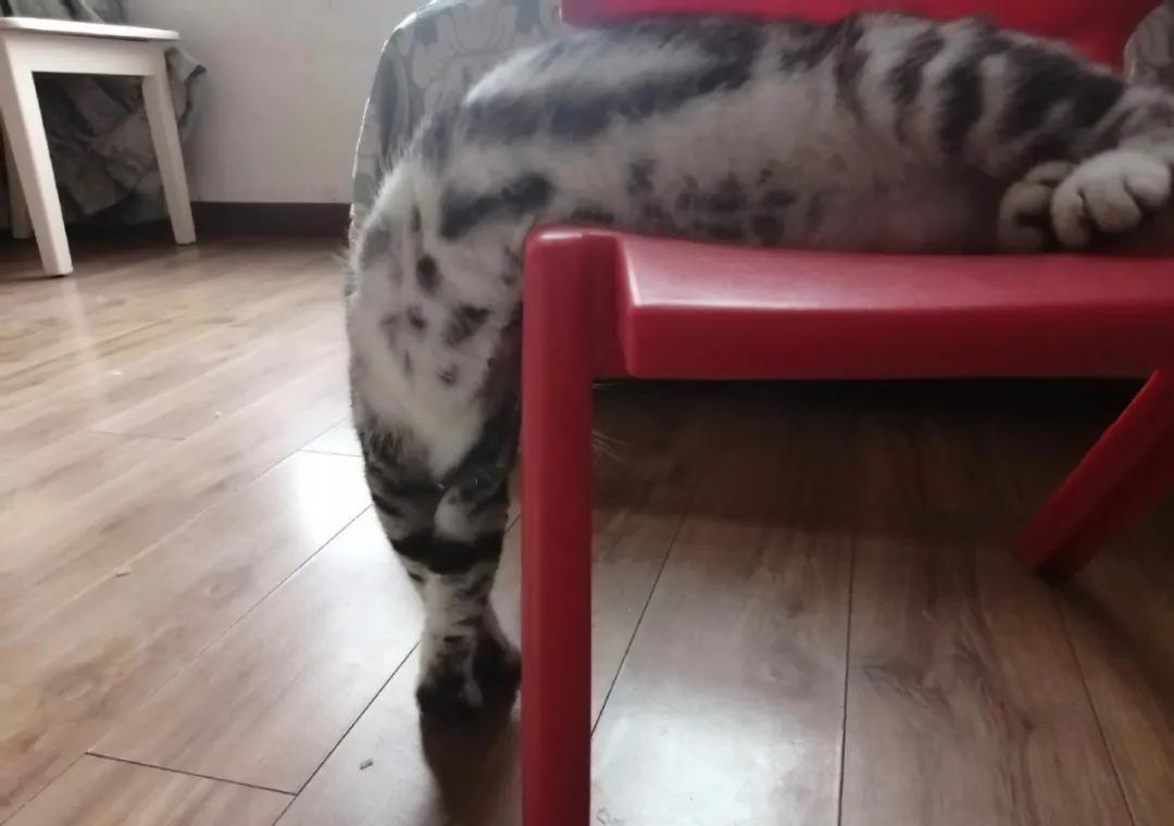 梦见猫咪打架就是家里要吵架?别被忽悠了! 梦见猫咪打架就是家里要吵架?别被忽悠了!