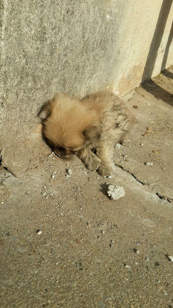 两个月大的猫咪真的最难养吗? 两个月大的猫咪真的最难养吗?