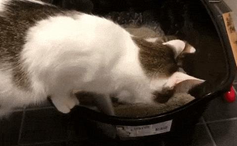 猫咪死活不肯进猫砂盆怎么办？