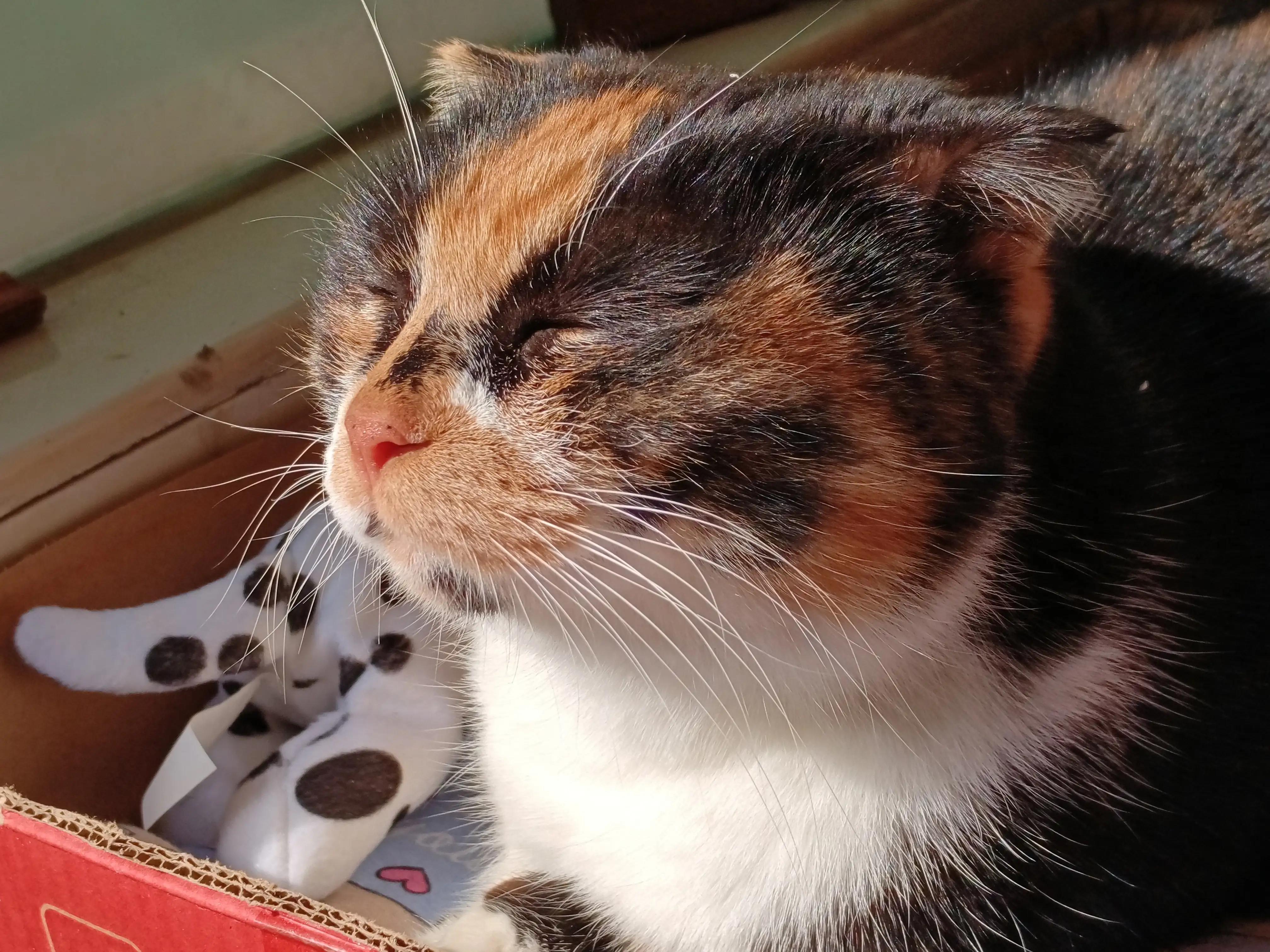 两个月大的猫咪真的最难养吗? 两个月大的猫咪真的最难养吗?